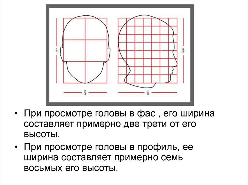 Ширина составляет. Пропорции относительно головы. Соотношение головы к росту. Пропорции головы по высоте и ширине. Соотношение ширины и высоты головы.