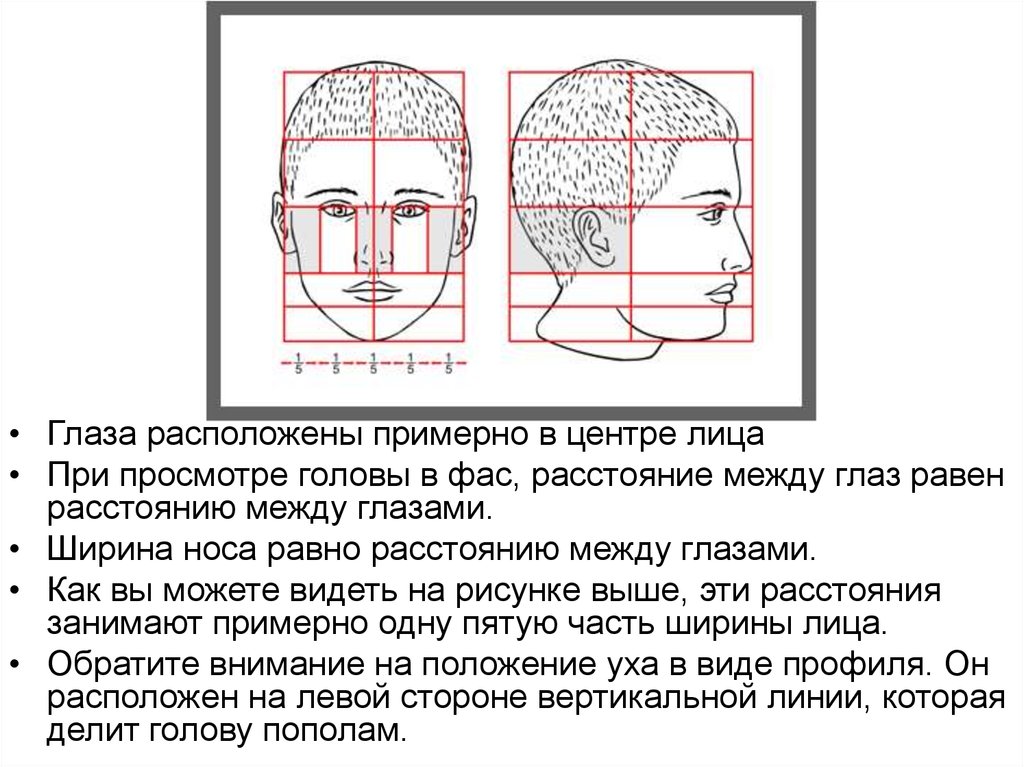 Как измерить длину носа человека схема