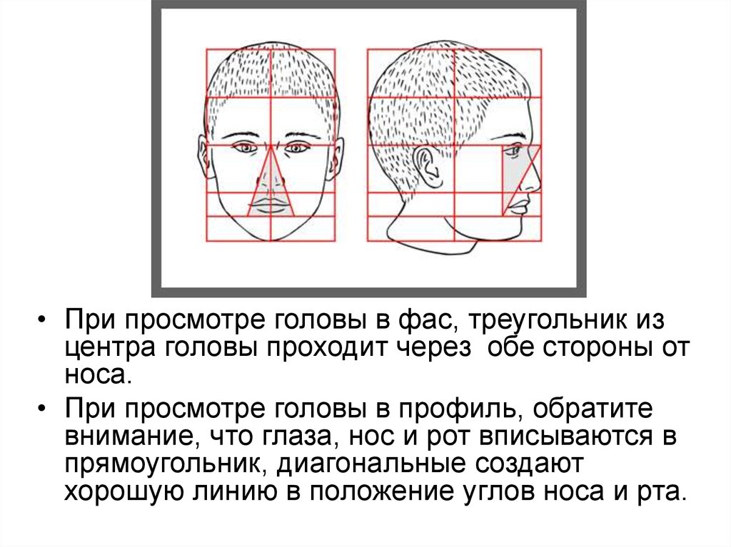 Описание головы. Ширина головы. Пропорции головы ФАС. Пропорции головы ФАС профиль. Соотношение головы в ФАС.