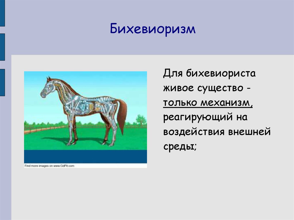 Существо синоним. Живое существо и его функции. Человек живое существо.