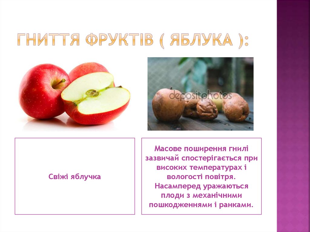 ГНИТТЯ ФРУКТІВ ( ЯБЛУКА ):