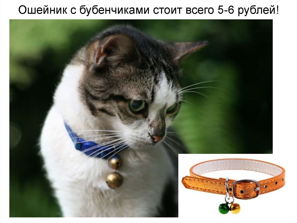 День звона бубенцов на кошачьих ошейниках. Бубенчики на ошейник. Ошейник с бубенцами. Бубончик на челрвека ошейниу. Кот в ошейнике с бубенчиком.