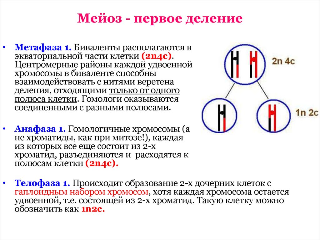 Второе деление мейоза процессы. Первое деление мейоза набор хромосом. Фазы мейоза 1 деление 2 деление. Деление мейоза профаза 1 деление. Первое деление мейоза профаза 1.