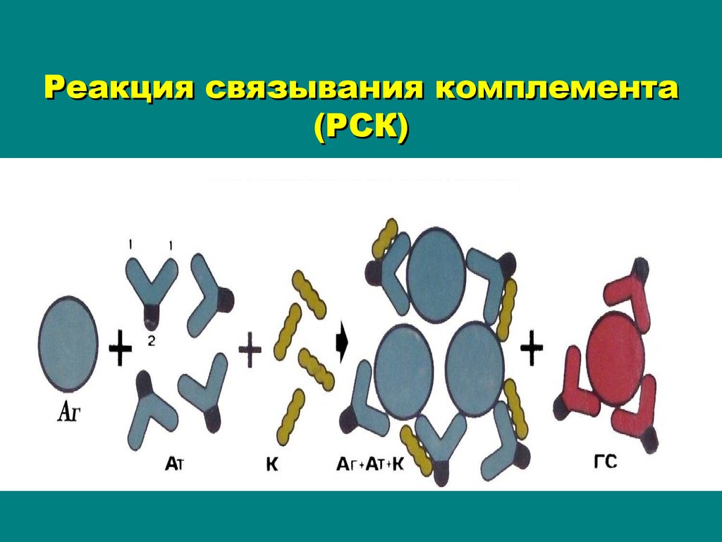 Схема реакция связывания комплемента