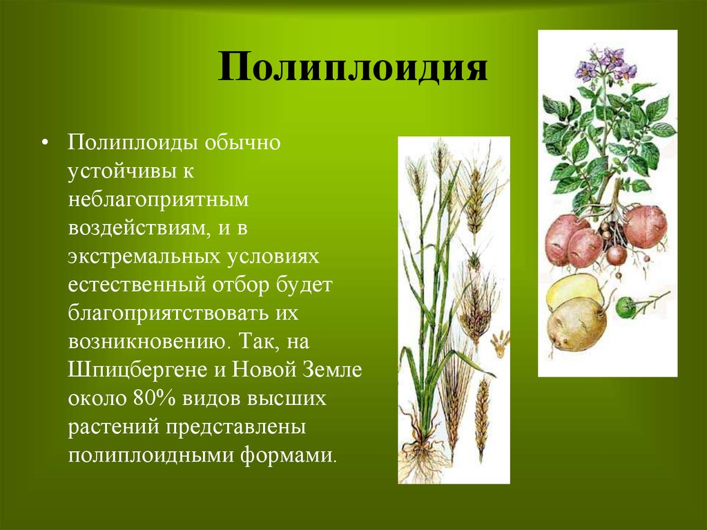 Для каких организмов применялся метод полиплоидизации. Полиплоидия. Полиплоидные культурные растения. Полиплоидия у растений. Полиплоидные формы растений.