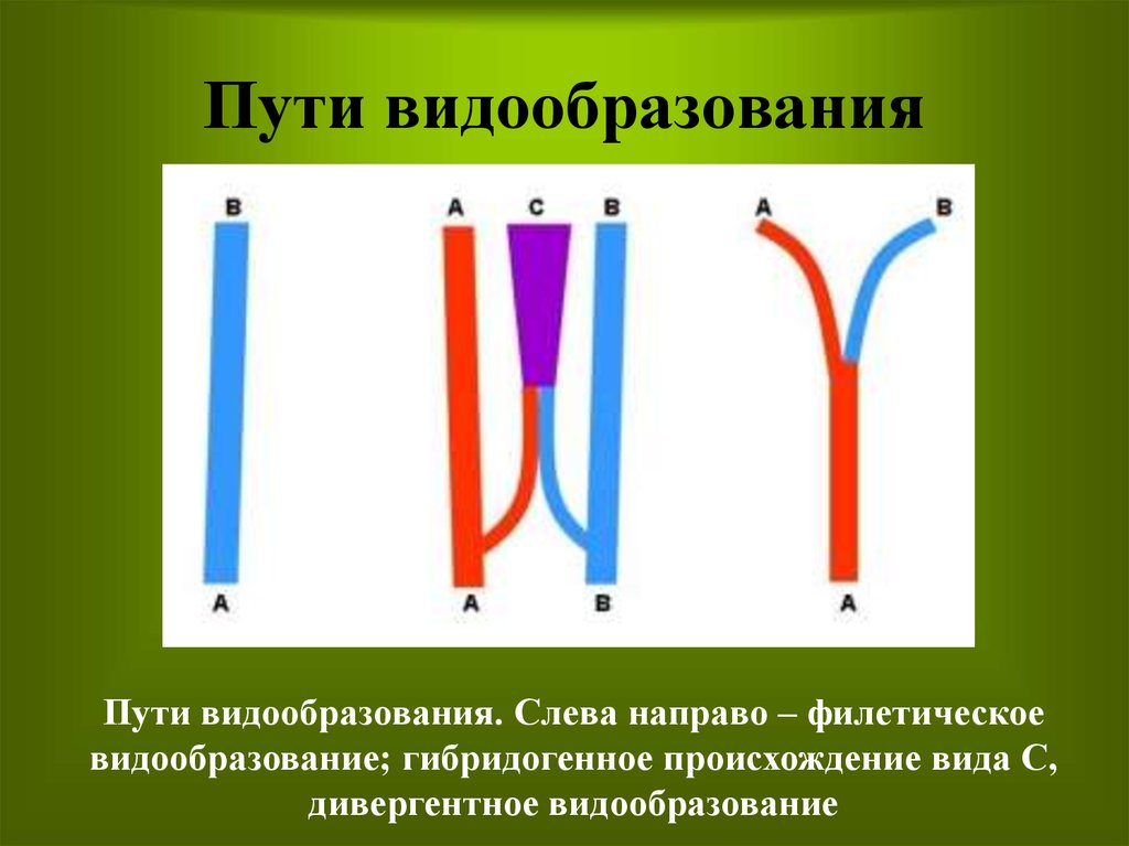 Какой тип видообразования изображен на рисунке