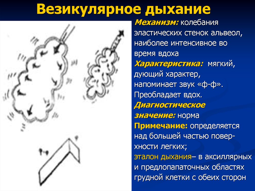 Везикулярное дыхание схема