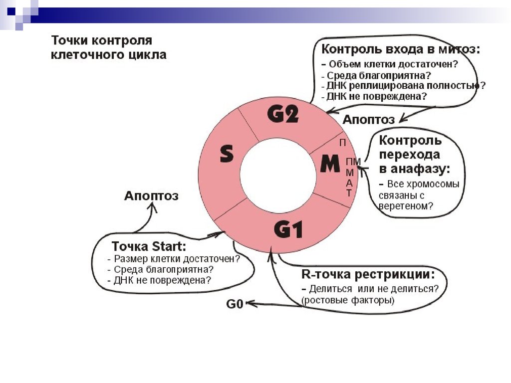 Точка контроля. Точки рестрикции клеточного цикла. Контрольные точки клеточного цикла. Точка рестрикции в клеточном цикле. Точки проверки клеточного цикла.