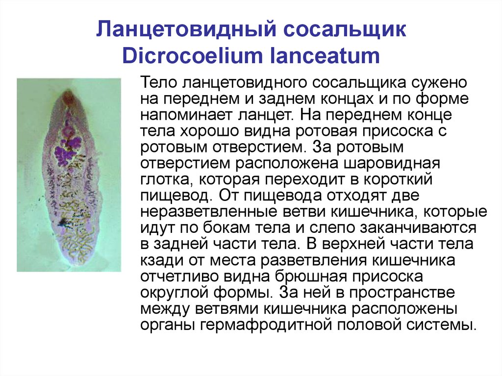 Патогенное действие сосальщиков. Dicrocoelium lanceatum строение. Dicrocoelium lanceatum морфология. Ланцетовидная двуустка строение. Ланцетовидный сосальщик ЖЦ.