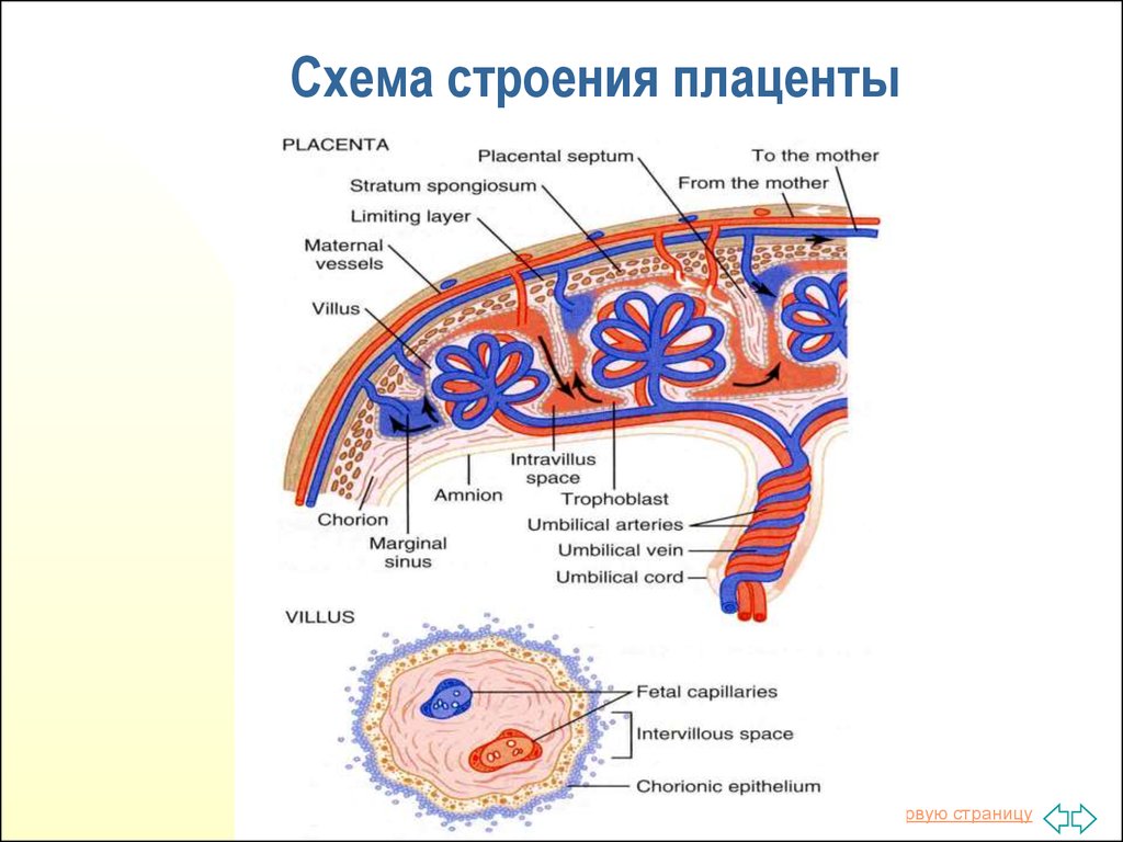 Плацента пуповина оболочки. Плацента строение и функции анатомия. Структура и функции плаценты. Строение и функции плаценты человека. Механизм образования плаценты.