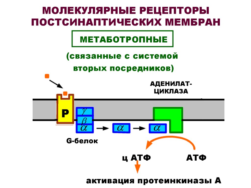 Рецептор центр. Метаботропные рецепторы постсинаптической мембраны. Метаботропные рецепторы классификация. Типы постсинаптических рецепторов. Метаботропные рецепторы АТФ связаны с:.