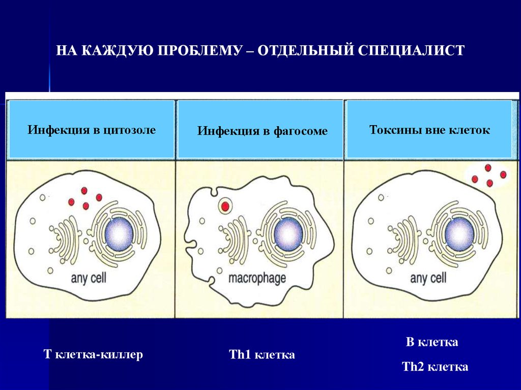 Клетки второго типа. Th2 клетки. Механизм аутотолерантности т клеток. Отдельная клетка. Клеточные две группы.