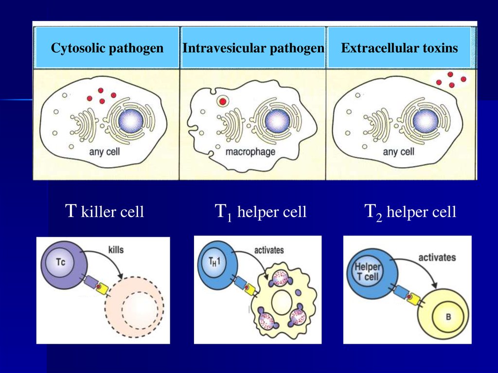 T killer. Т хелпер. T Killer клетки. T Helper Cells. Клетки MHC 1.