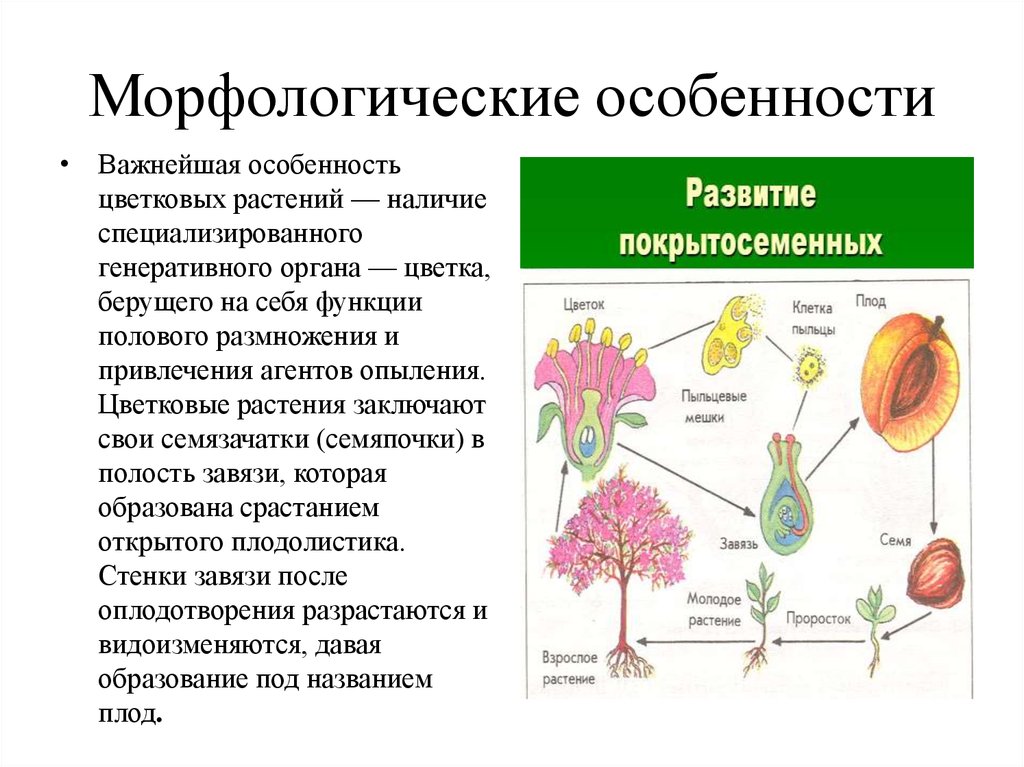 Органами размножения покрытосеменных являются. Строение цветковых покрытосеменных растений. Половое размножение покрытосеменных растений таблица. Особенности размножения цветковых растений. Особенности строения и размножения цветковых растений.