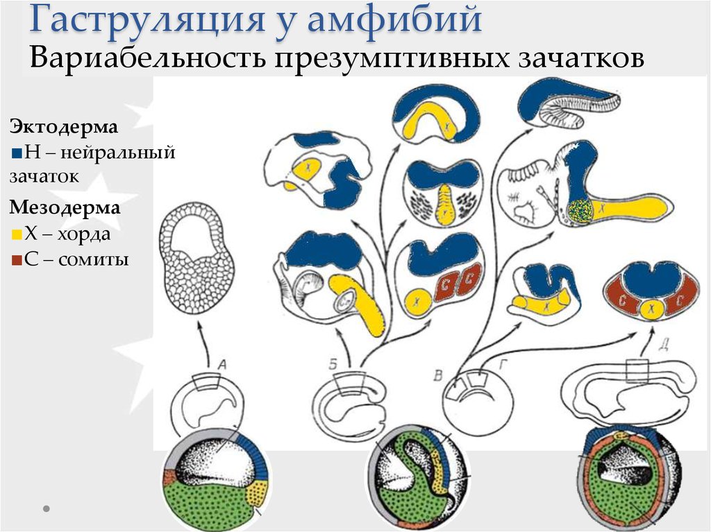 Карта презумптивных зачатков