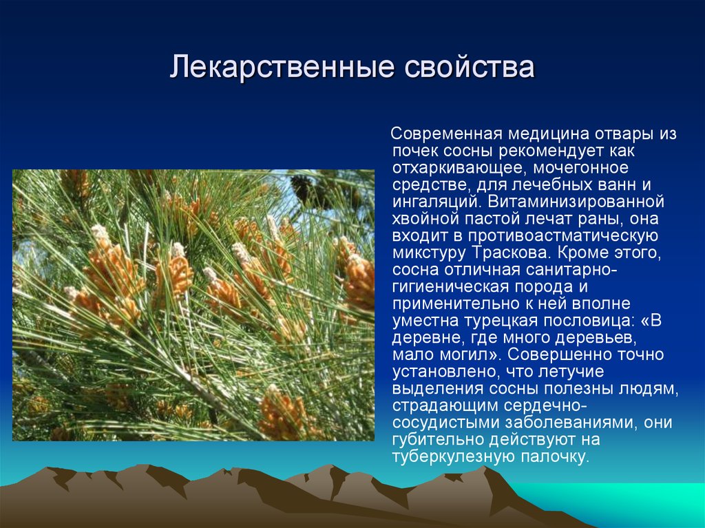 Противопоказания хвойных. Лекарственное использование сосны. Хвойные растения в медицине. Сосна обыкновенная лекарственные свойства. Сосна обыкновенная лекарственное растение.