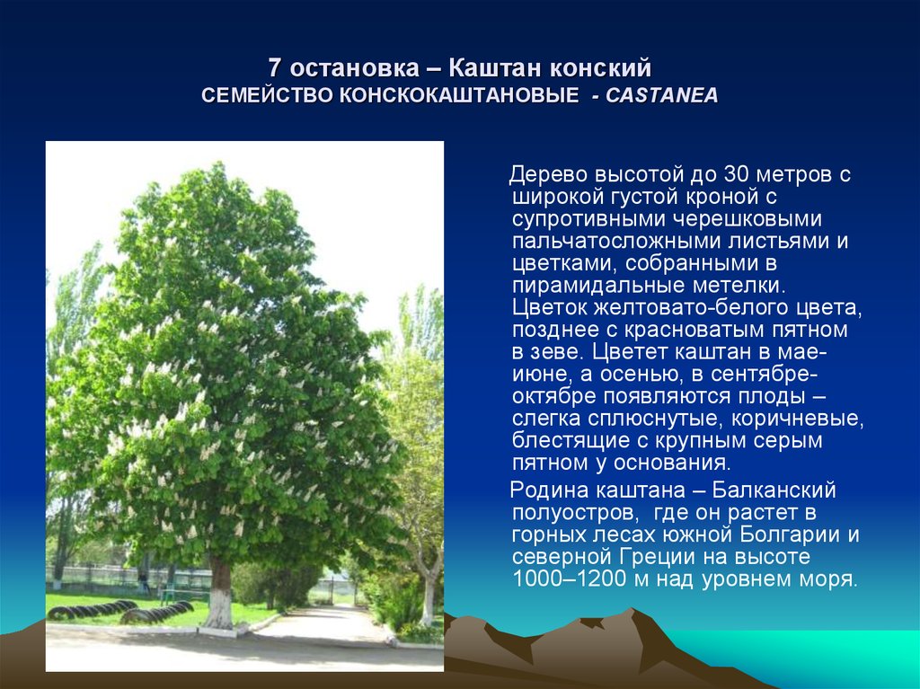 Настоящий описание. Паспорт растения конский каштан. Каштан дерево описание. Паспорт дерева каштан. Каштан описание.