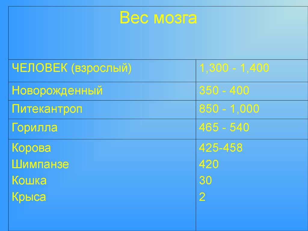 Вес мозга взрослого. Масса мозга крысы. Сколько весит мозг коровы.