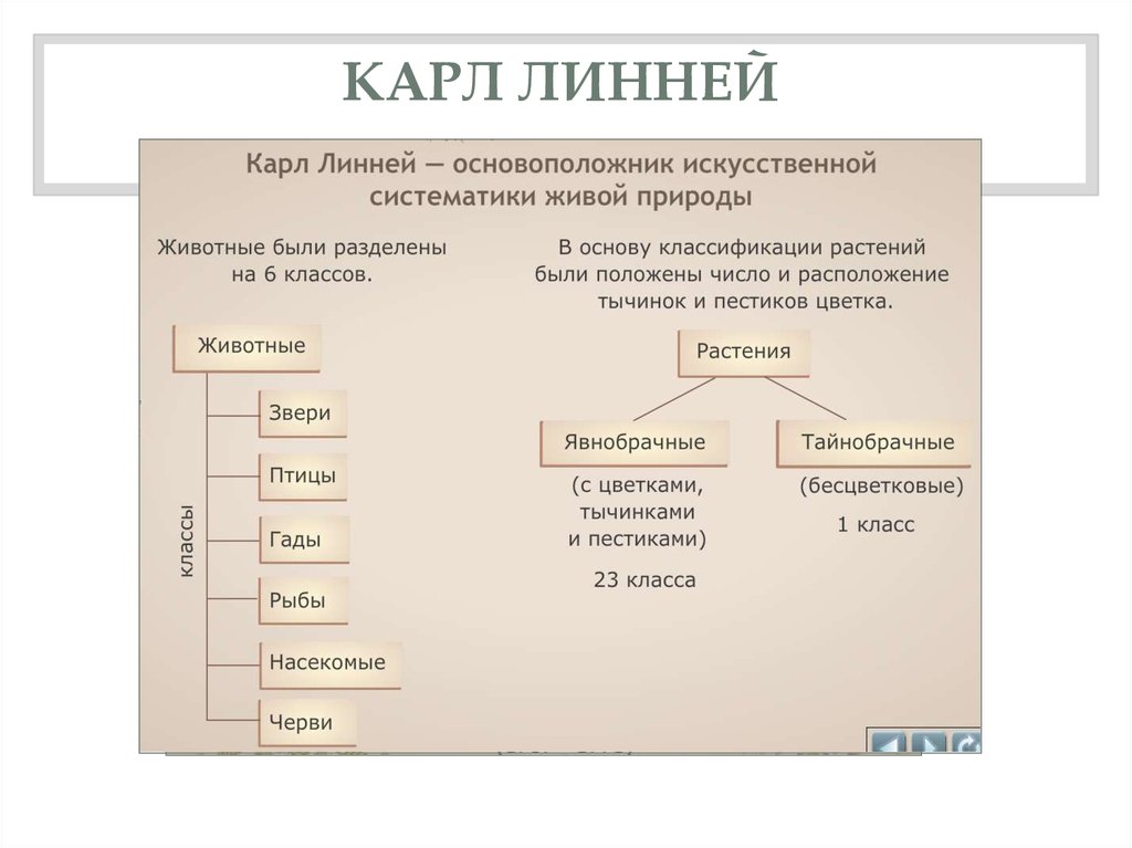 Схема расовой классификации