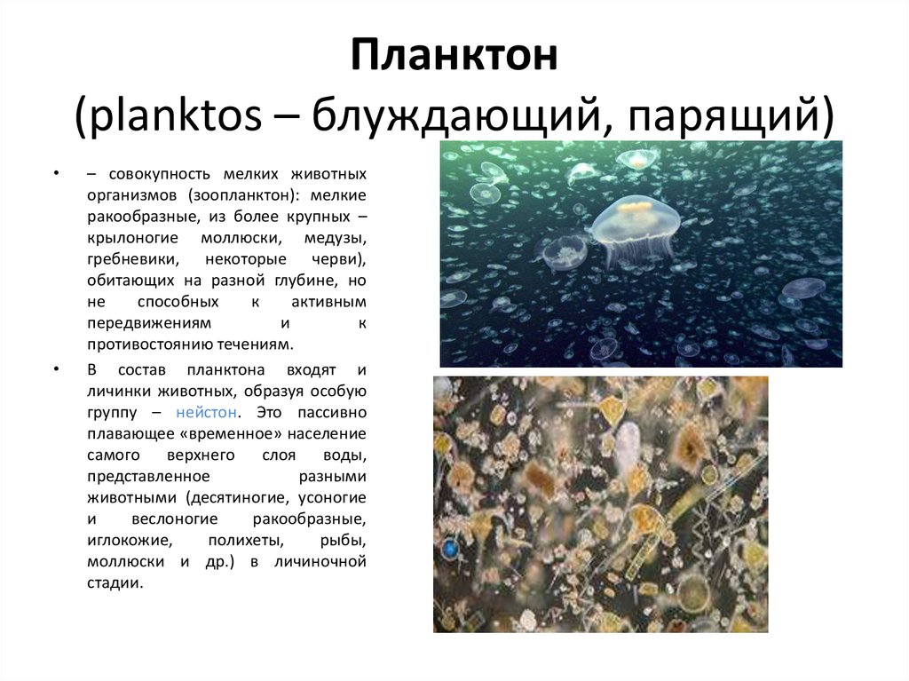 Планктон какая группа