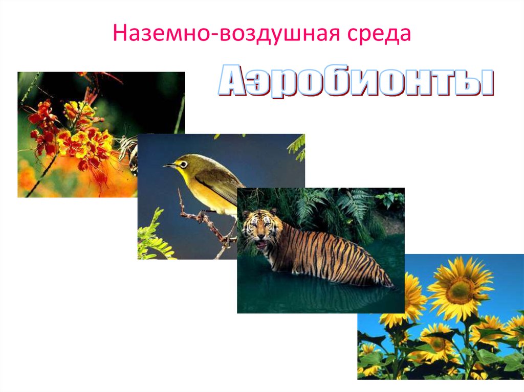 Среда обитания лисы наземно воздушная. Наземно-воздушная среда. Наземно-воздушная среда обитания. Наземная среда обитания. Обитатели наземной среды.