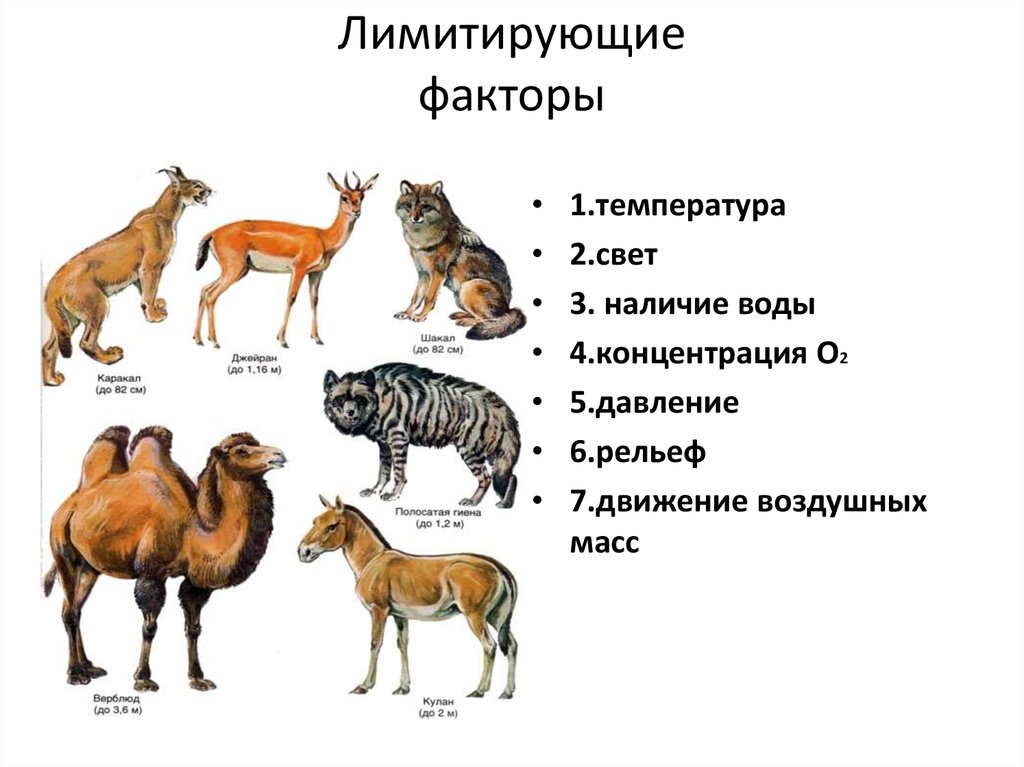 Какие экологические факторы являются лимитирующими. Лимитирующие факторы для животных. Ограничивающий фактор пример животного. Ограничивающие факторы для животных. Лимитирующие факторы примеры.