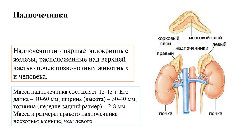 Надпочечники какая система органов. Надпочечники это парные железы. Функции железы внутренней секреции надпочечники. Почки и надпочечники схема. Надпочечники (парные эндокринные железы).