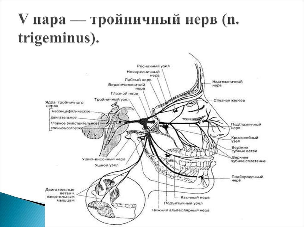Черепные нервы схема. Схема ветвей черепных нервов. Анатомия 5 пары черепных нервов. Схемы хода черепных нервов. 5 Пара черепных нервов ветви.