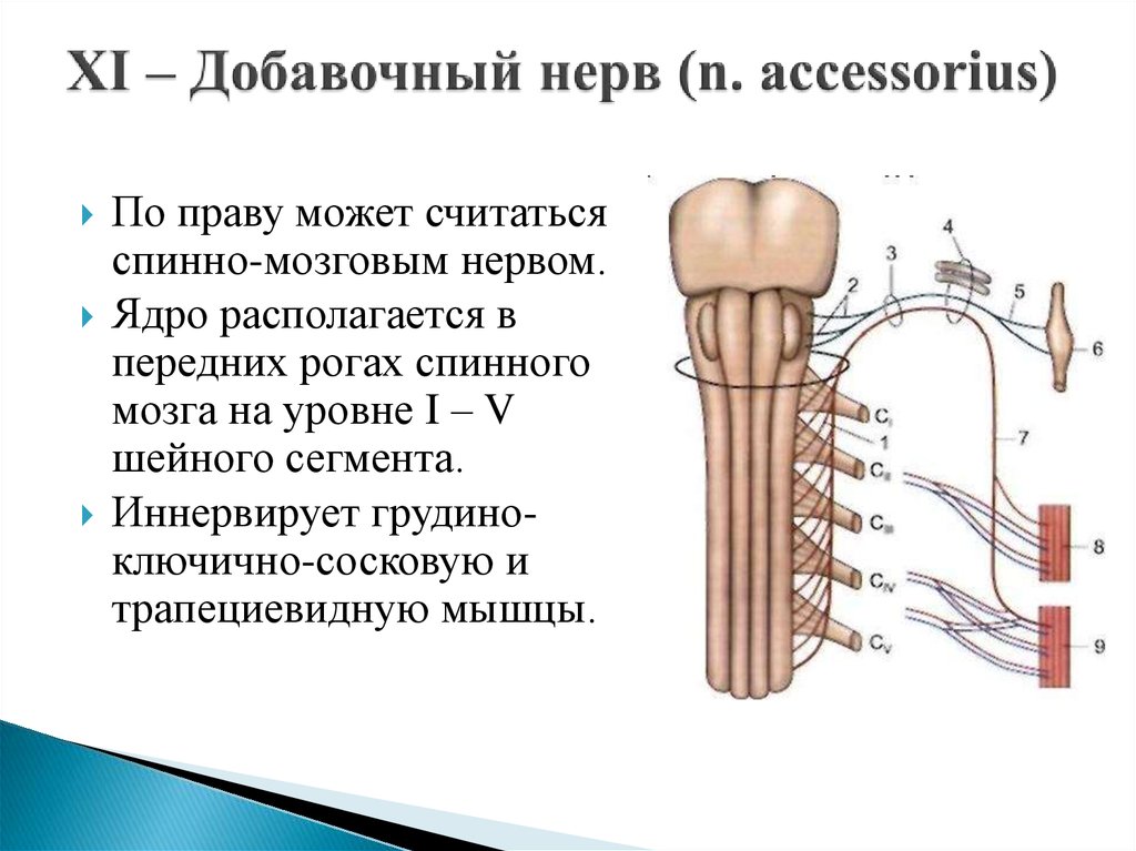 11 черепной нерв. 11 Пара добавочный нерв функции. XI пара – добавочный нерв, nervus accessorius. 11 Пара черепных нервов добавочный нерв. Ход добавочного нерва схема.