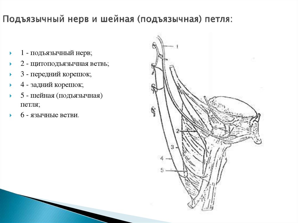 Подъязычный нерв схема