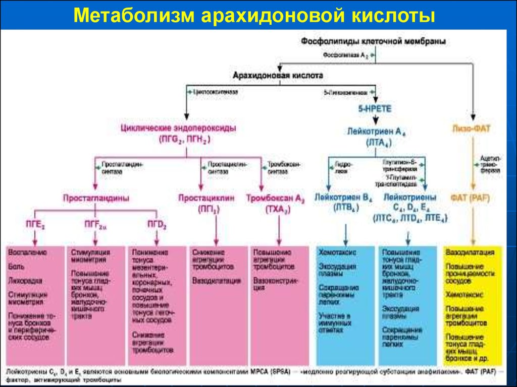 Обмен веществ при лихорадке. Каскад арахидоновой кислоты биохимия. Схема метаболизма арахидоновой кислоты патофизиология. Схема метаболизма арахидоновой кислоты. Каскад арахидоновой кислоты схема.