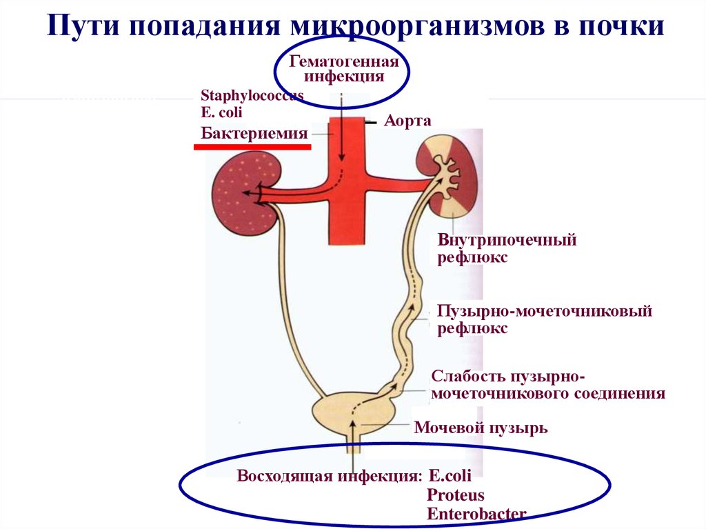 Пути попадания