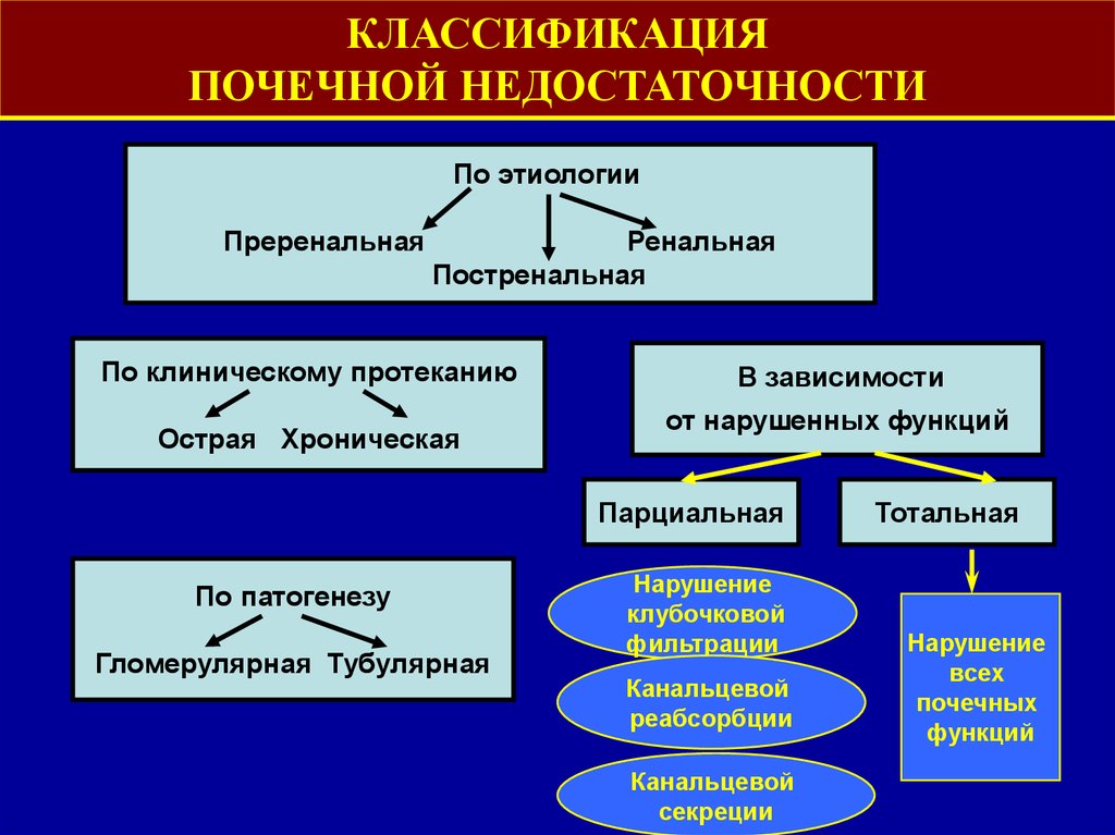 Классификация почек. Периоды острой почечной недостаточности.