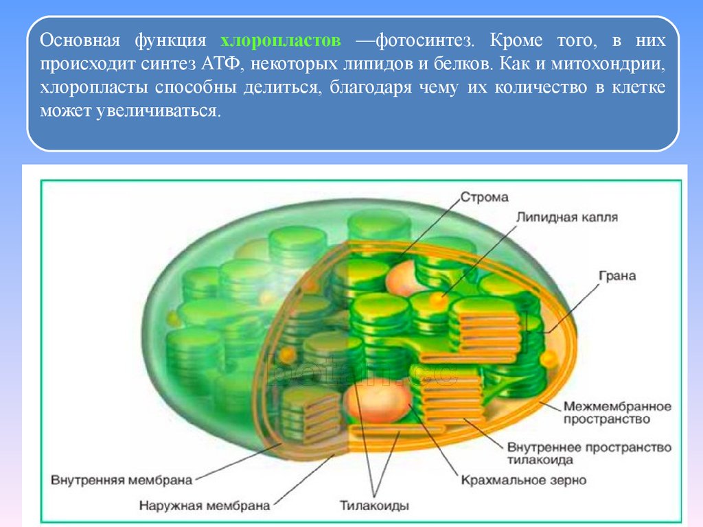 Состав хлоропласта клетки