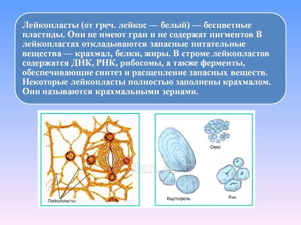 Лейкопласты это. Лейкопласты схема. Лейкопласты бесцветные. Лейкопласты фотосинтез. Запасные вещества в лейкопластах.