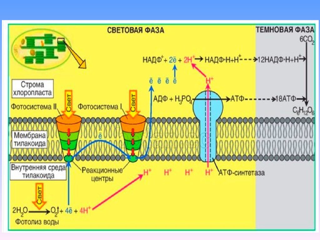 Синтез атф в процессе фотосинтеза