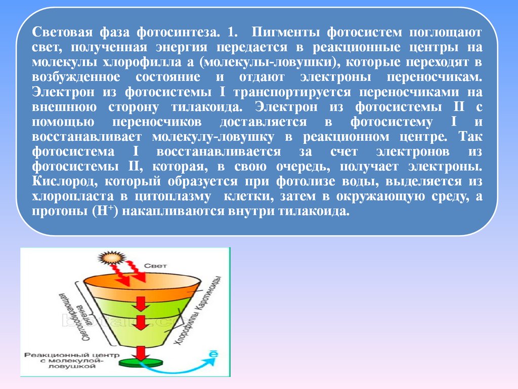 Реакционный центр фотосистемы