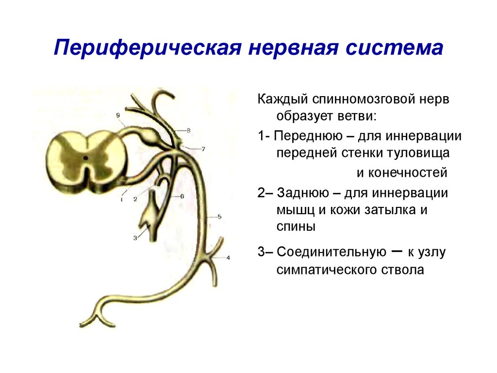 Название органа периферической нервной системы человека. Периферическая нервная система схема строения. Периферический отдел нервной системы строение. Волокна периферической нервной системы. Строение периферической НС.
