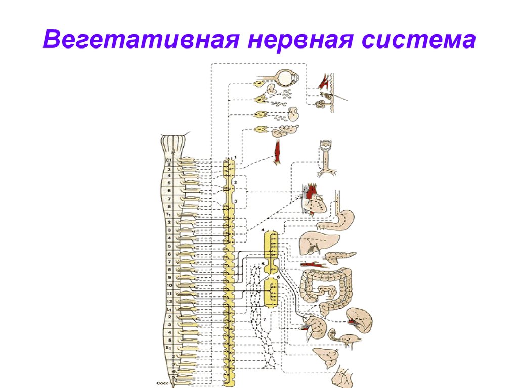 Вегетативные связи. Вегетативная нервная система. Вегетативная нервная система схема. Вегетативная нервная система картинки. Вегетативная нервная система слайды.