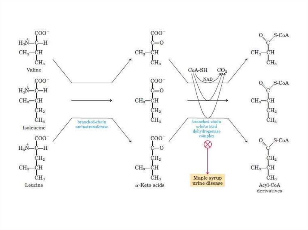 Кето аминокислоты. Болезнь кленового сиропа. Лейциноз. Болезнь кленового сиропа лабораторная диагностика. Болезнь кленового сиропа презентация.