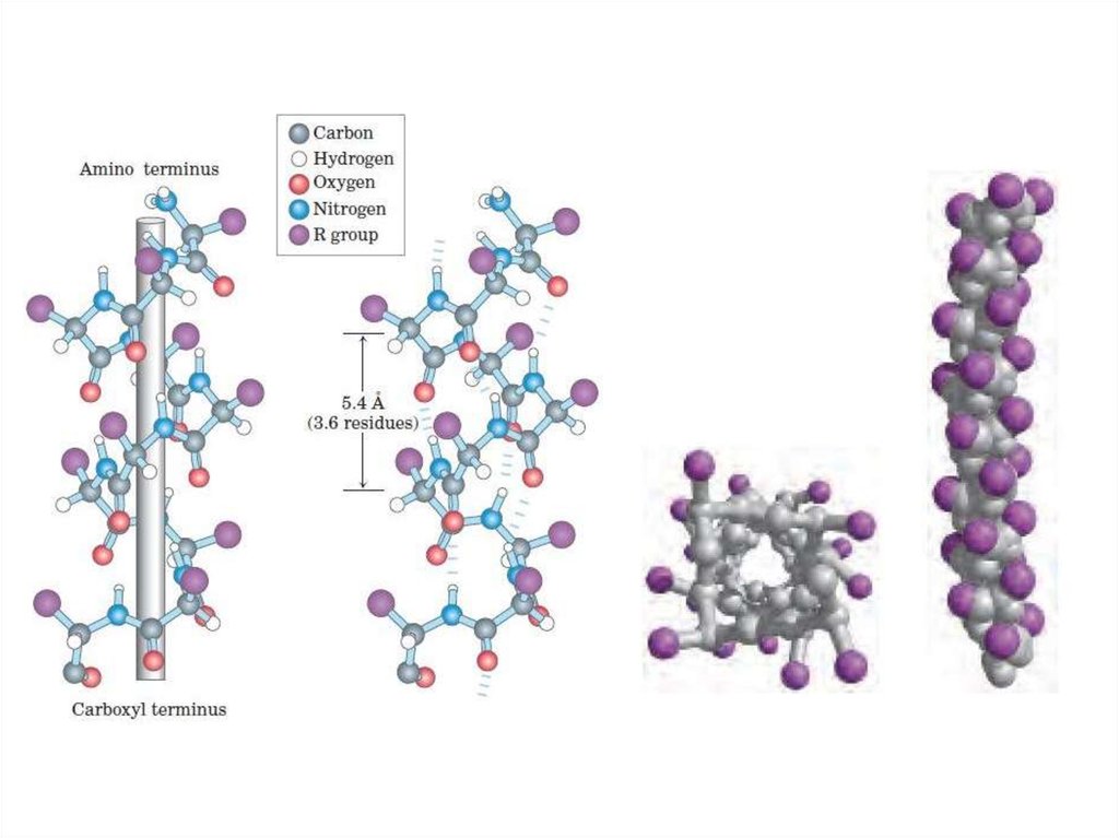 No2 структура. Структурное строение i2. Co2 структура. Co строение. Secondary structure of Protein.