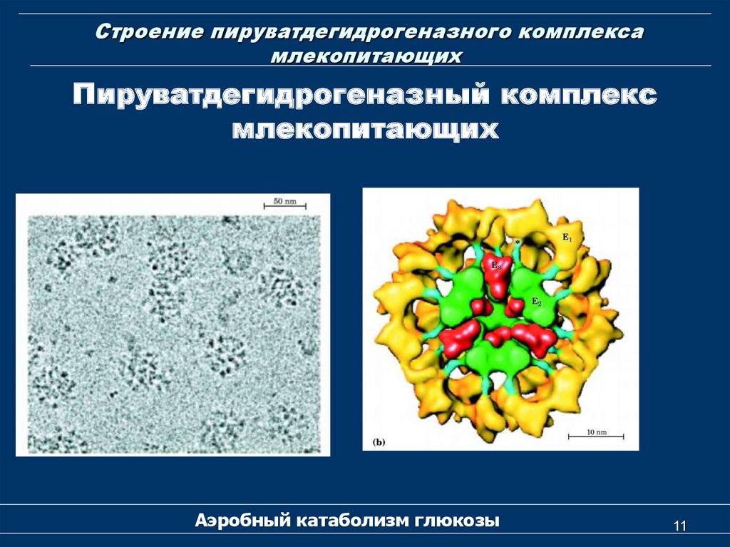 Структурно функциональная организация пируватдегидрогеназного комплекса схема