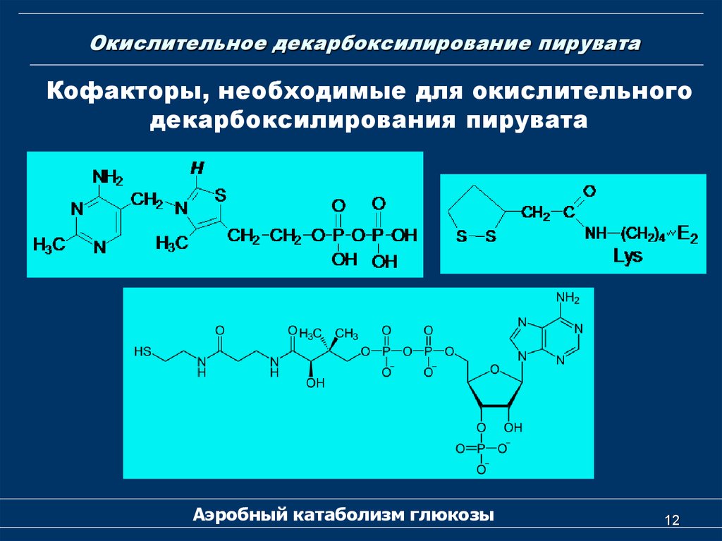 Окислительное декарбоксилирование пирувата схема