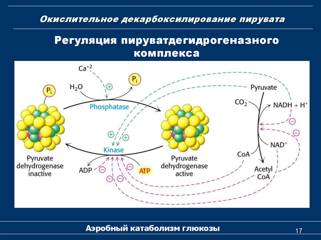 Схема окислительного декарбоксилирования