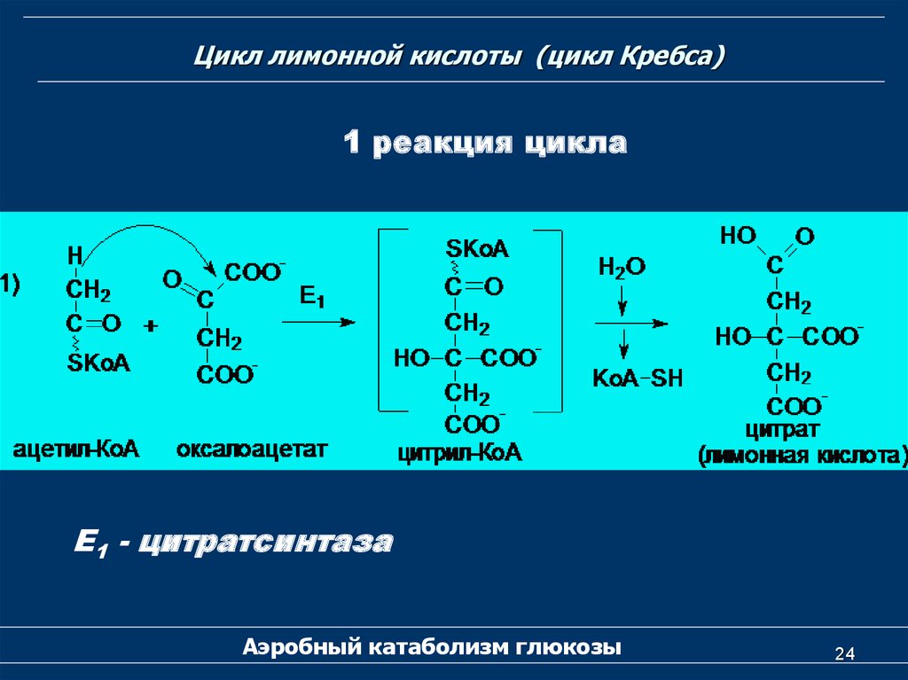 First reaction. Первая реакция цикла трикарбоновых кислот. 6 Реакция цикла Кребса. 1 Реакция цикла Кребса. 4 Реакция цикла Кребса.