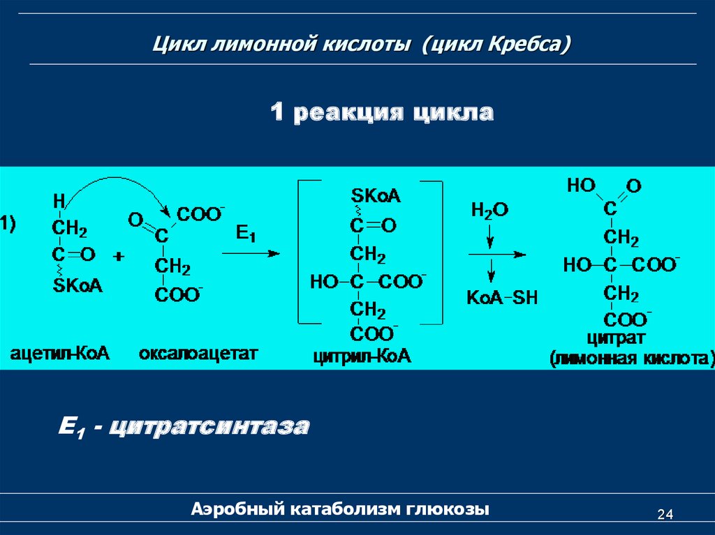 4 реакция цикла кребса