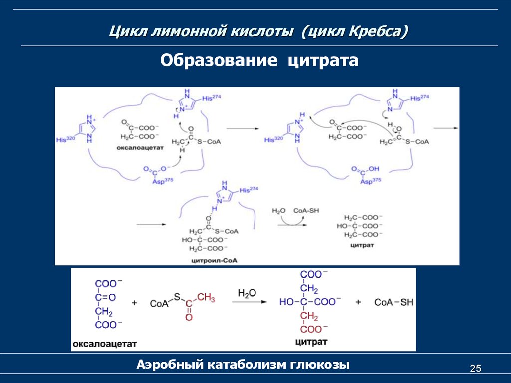 Цикл глюкозы. Цикл Кребса образование цитрата. Молекулярная биология цикл Кребса. Цикл Кребса лимонная кислота. Цикл Кребса Глюкоза.