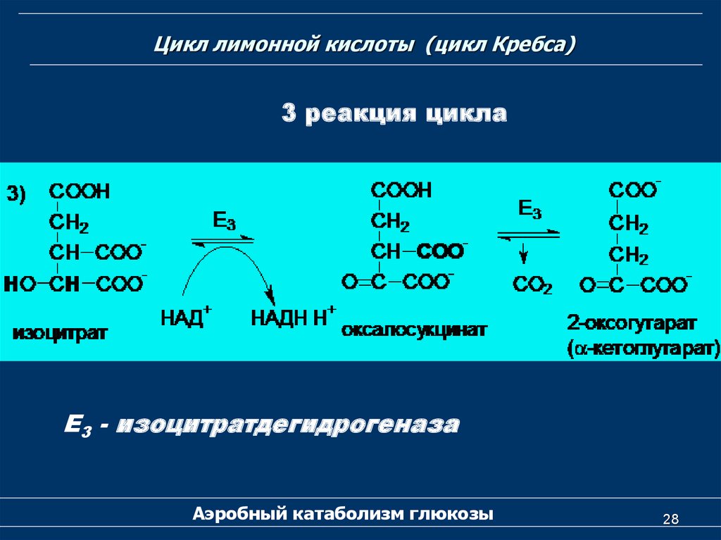 3 реакция цикла кребса. Ключевые реакции цикла лимонной кислоты. Цикл лимонной кислоты цикл Кребса. Цикл Кребса лимонная кислота.