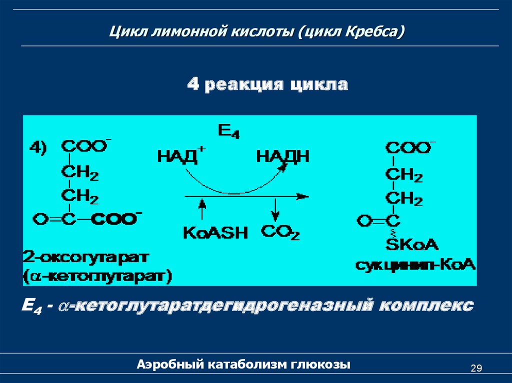 3 реакция цикла кребса. Ключевые реакции цикла лимонной кислоты. 4 Реакция цикла Кребса. Цикл лимонной кислоты цикл Кребса. Цикл Кребса реакции.