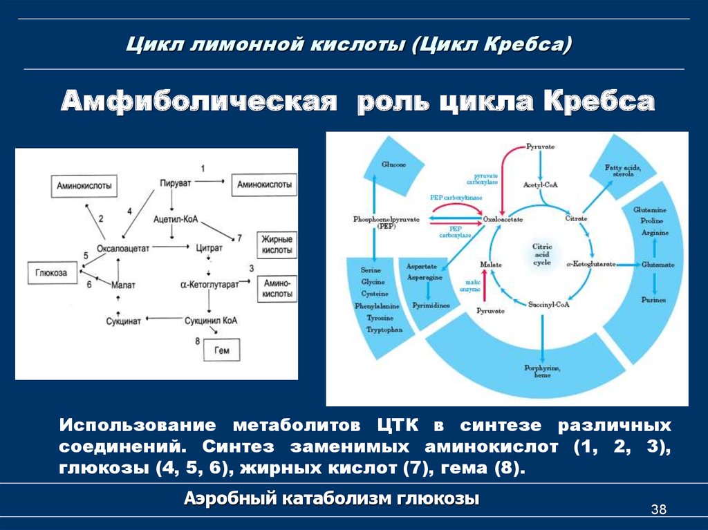 Аэробное соединение. Синтез жирных кислот цикл Кребса. Функции цикла Кребса. Роль цикла Кребса биохимия. Биологическая роль цикла Кребса биохимия.